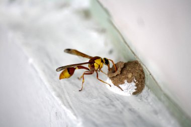 Çamur yuvasını kırmızı ve sarı çömlekçi yaban arısı (Delta pyriforme) inşa ediyor..