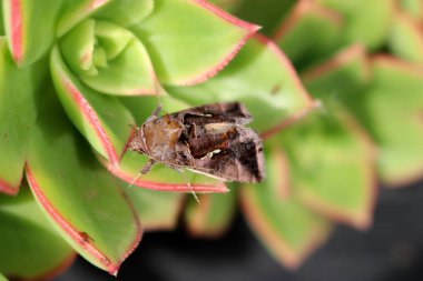 Aeonium Kiwi (Aeonium haworthii 'Kiwi') bitkisinin üzerinde oturan güve (Autographa gamma).