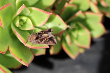 Aeonium Kiwi (Aeonium haworthii 'Kiwi') bitkisinin üzerinde oturan güve (Autographa gamma).