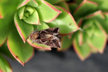 Aeonium Kiwi (Aeonium haworthii 'Kiwi') bitkisinin üzerinde oturan güve (Autographa gamma).