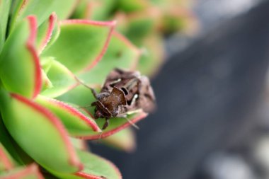 Aeonium Kiwi (Aeonium haworthii 'Kiwi') bitkisinin üzerinde oturan güve (Autographa gamma).