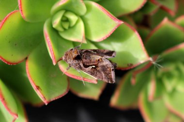 Aeonium Kiwi (Aeonium haworthii 'Kiwi') bitkisinin üzerinde oturan güve (Autographa gamma).
