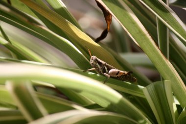 İnce zıpzıp (Tetrix subulata) bir yaprağın üzerinde oturuyor.