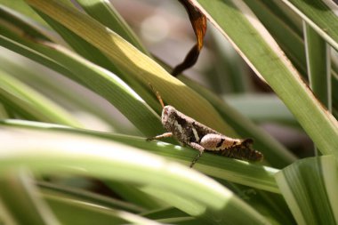 İnce zıpzıp (Tetrix subulata) bir yaprağın üzerinde oturuyor.