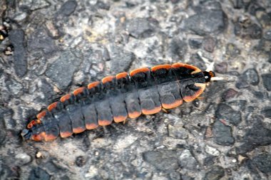 Yerde Trilobit Böceği (Platerodrilus cinsi) var.