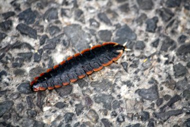 Yerde Trilobit Böceği (Platerodrilus cinsi) var.
