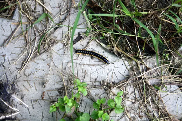 Sarı benekli kırkayak (Harpaphe haydenana) yaprak yığınları arasında.