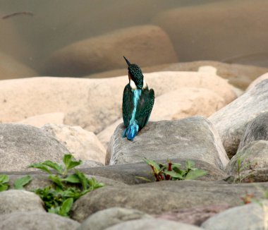 Küçük Mavi Kral Balıkçısı (Alcedo at this) bir göl kenarındaki kayanın üzerinde oturuyor..