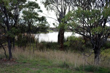 Avustralya 'nın Geelong şehrinin her tarafında yeşillikler var..