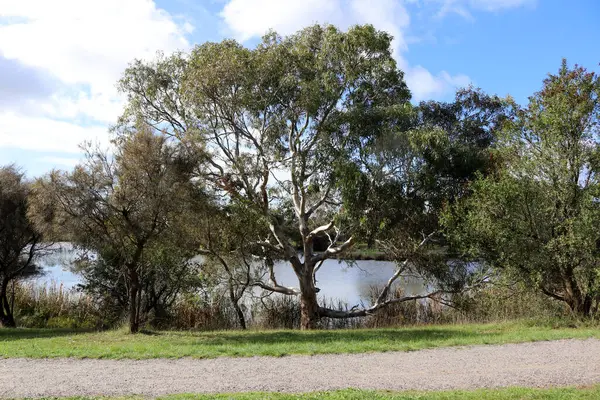 Avustralya 'nın Geelong şehrinin her tarafında yeşillikler var..