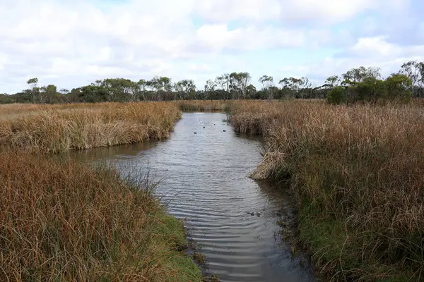 Avustralya 'nın Geelong şehrinin her tarafında yeşillikler var..