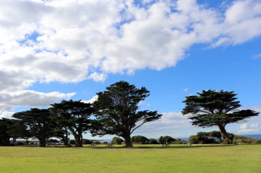 Torquay 'da (Geelong, Avustralya) deniz yoluyla Monterey selvi ağaçları (Hesperocyparis makrocarpa)).