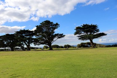 Torquay 'da (Geelong, Avustralya) deniz yoluyla Monterey selvi ağaçları (Hesperocyparis makrocarpa)).