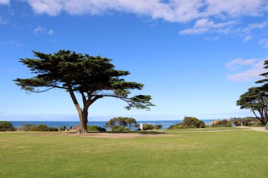 Torquay 'da (Geelong, Avustralya) deniz yoluyla Monterey selvi ağaçları (Hesperocyparis makrocarpa)).