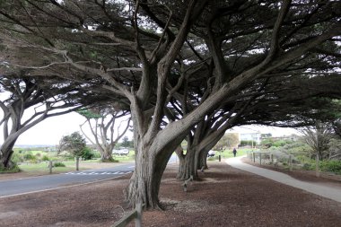 Torquay 'da (Geelong, Avustralya) deniz yoluyla Monterey selvi ağaçları (Hesperocyparis makrocarpa)).