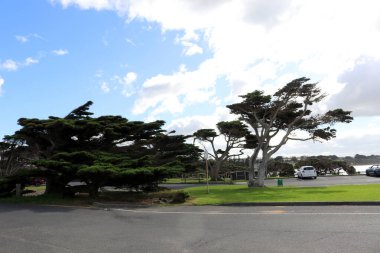 Torquay 'da (Geelong, Avustralya) deniz yoluyla Monterey selvi ağaçları (Hesperocyparis makrocarpa)).