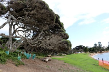Torquay 'da (Geelong, Avustralya) deniz yoluyla Monterey selvi ağaçları (Hesperocyparis makrocarpa)).