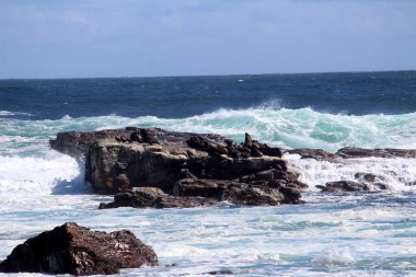 Çalkantılı okyanus suyu ve kayaların üzerinde foklar oturuyor..