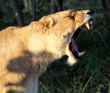 Afrika aslanı (Panthera aslanı) Kruger Ulusal Parkı 'nda dinleniyor..