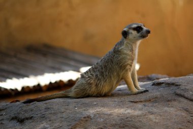 Meerkat (Suricata suricatta) yiyecek arıyor.