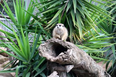 Hayvanat bahçesinde genç mirketler (Suricata suricatta).