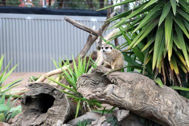 Hayvanat bahçesinde genç mirketler (Suricata suricatta).