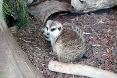 Hayvanat bahçesinde genç mirketler (Suricata suricatta).