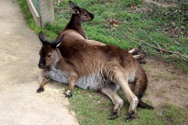 Brown 's pademelon wallaby (Thylogale Browni) hayvanat bahçesinde dinleniyor.