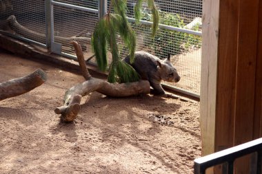 Güney kıllı burunlu wombat (Lasiorhinus latifrons) bir hayvanat bahçesi çevresinde aylak aylak dolaşıyor.