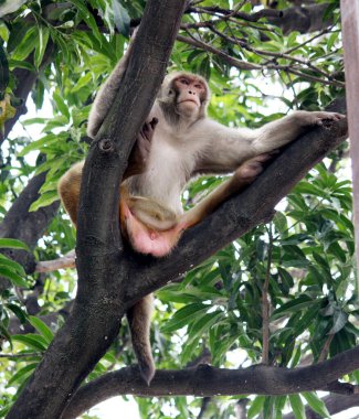 Erkek Rhesus macaque (Macaca mulatta) bir mango ağacında dinleniyor..