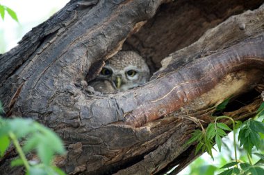 Benekli baykuş (Athene brama) bir ağaç deliğinde oturuyor.