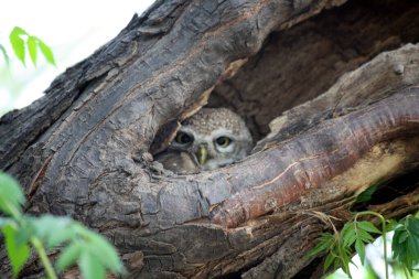 Benekli baykuş (Athene brama) bir ağaç deliğinde oturuyor.