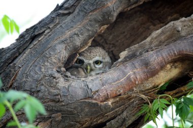 Benekli baykuş (Athene brama) bir ağaç deliğinde oturuyor.