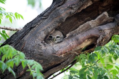 Benekli baykuş (Athene brama) bir ağaç deliğinde oturuyor.