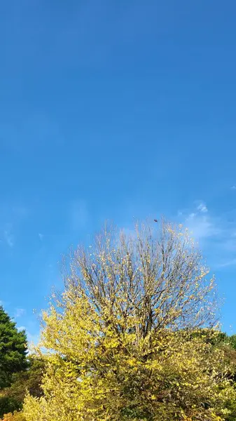 Altın sonbahar yaprakları, ağaçları kırmızı turuncu ve sarı renkli canlı renklerle kaplıyor. Kıtır hava ve yumuşak güneş ışığı mevsimlerin sıcaklığını ve rahat cazibesini vurgular..