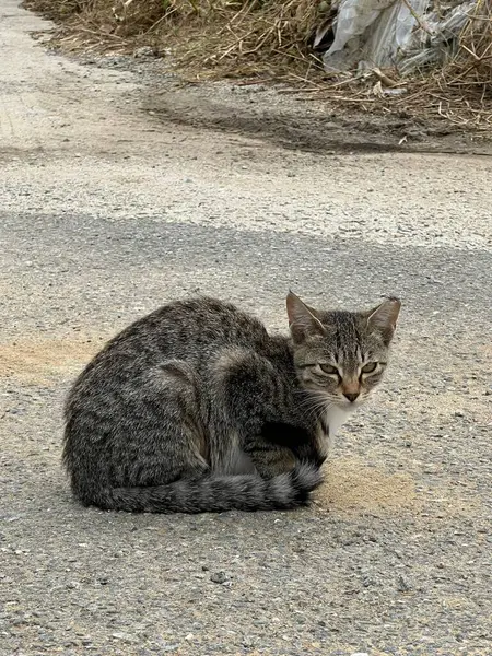 Çekici ve tombul kedi, tüylü kürklü ve tuhaf bir ifadeyle açık havada şakacı bir şekilde geziniyor. Enerji ve neşe dolu, neşeli anları izlemekten hoşlanan kedi severler için mükemmel.!