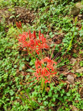 Zarif, kıvrımlı taç yaprakları ve uzun erkek çiçekleri olan zarif kırmızı örümcek zambakları gizemi ve vedayı simgeliyor. Çarpıcı kırmızı renkleri büyüleyici ve etkileyici bir çiçek dekoru oluşturuyor..