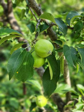 Ağaçta asılı olgun hurma ağaçları, turuncu renkleri yemyeşil yapraklarla çok güzel zıt. Meyveler güneş ışığı altında parıldıyor, tombul ve parlak görünümlerini sergiliyorlar..
