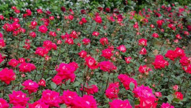 Çiçek açmış güzel, canlı güller, zengin renklerini ve narin taç yapraklarını sergiliyorlar. Aşkın ve güzelliğin sonsuz sembolü, her durum için mükemmel ya da çarpıcı bir hediye olarak..