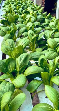 Canlı yeşil yaprakları ve sulu beyaz sapları olan taze ve taze bok choy. Besleyici ve çok yönlü bir sebze. Kızartma, çorba ve sağlıklı yemekler için mükemmel..