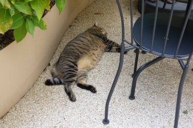 Parlak paltolu, neşeli kişilikli, güneşli bir yerde uzanan Endonezyalı bir evcil kedi. Evcil hayvan fotoğrafçılığı için mükemmel. Evdeki kedi arkadaşlarının cazibesini ve güzelliğini sergiliyor..