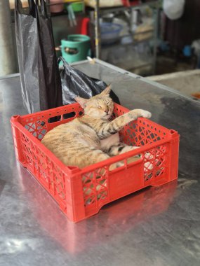 Çekici ve tombul Endonezya kedisi tüylü tüylü ve tuhaf bir ifadeyle açık havada şakacı bir şekilde geziniyor. Enerji ve neşe dolu, neşeli anları izlemekten hoşlanan kedi severler için mükemmel.!