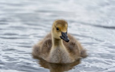 Tatlı Gosling Suyun üzerinde yüzüyor