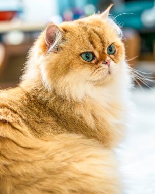 Bir İngiliz Uzun Saçının Portresi