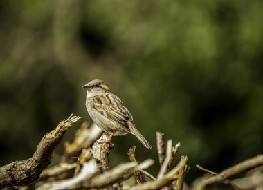 Serçe (Passer domesticus) Yırtık Dallar 'ın üzerine tünemiş