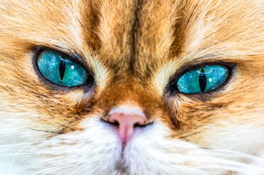 İngiliz Uzun Saçlı Surat 'ın Kapanışı