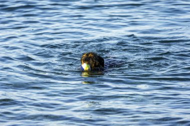Tenis topunu yakaladıktan sonra suda yüzen köpek.