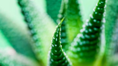 Yakından bir Aloe Vera Tendril