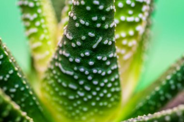 Aloe Vera Fabrikası 'nın Çarpıcı Detaylarını İncelemek