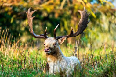 Senior Fallow Deer Resting in Autumn clipart